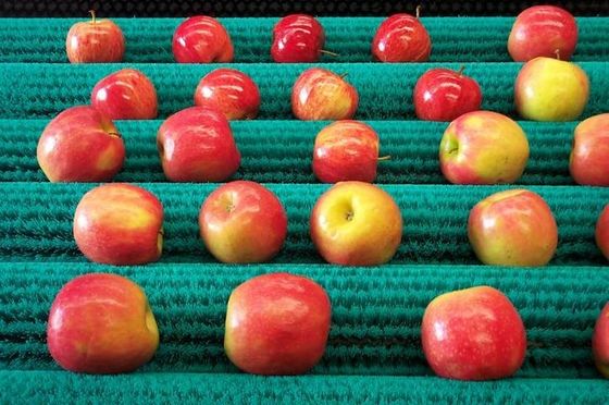 Aardappel schillen rolluik veegborstel rolluik OEM voor transportband