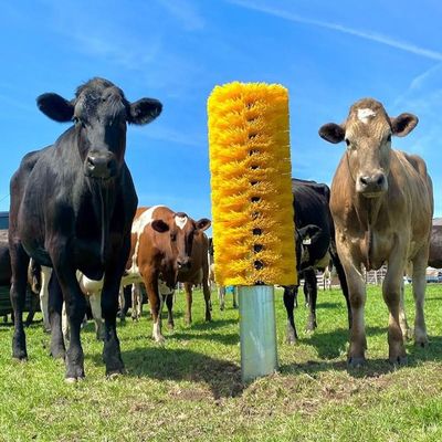 Koeienborstel Veehouderij Veehouderij Krabbelborstel Voor Koeien
